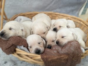 White Labrador Retriever Puppies for Sale