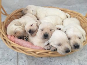 Available White Lab Puppies for Sale