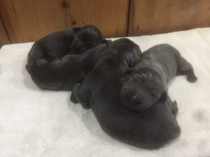 sweet puppies Charcoal Labs for sale