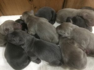 cuddling charcoal labs