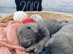 Silver Lab Pups