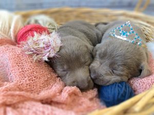 Adorable Lab Puppies