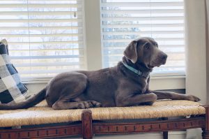 sweet girl Silver Lab