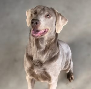 beautiful girl Silver Lab