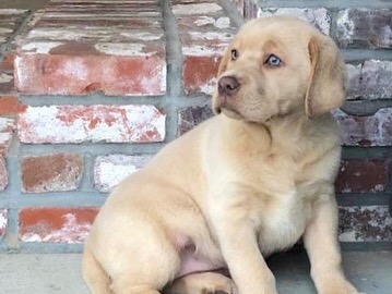 Champagne lab puppies