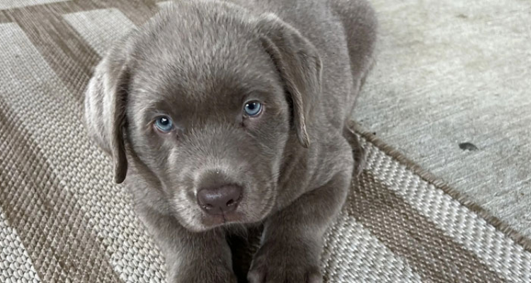 Silver Lab Puppies for Sale by Breeders at Silver and Charcoal Kennels