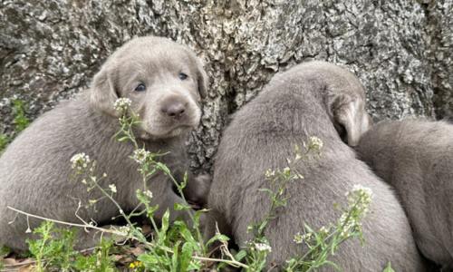Silver Lab Puppies for Sale by Breeders at Silver and Charcoal Kennels