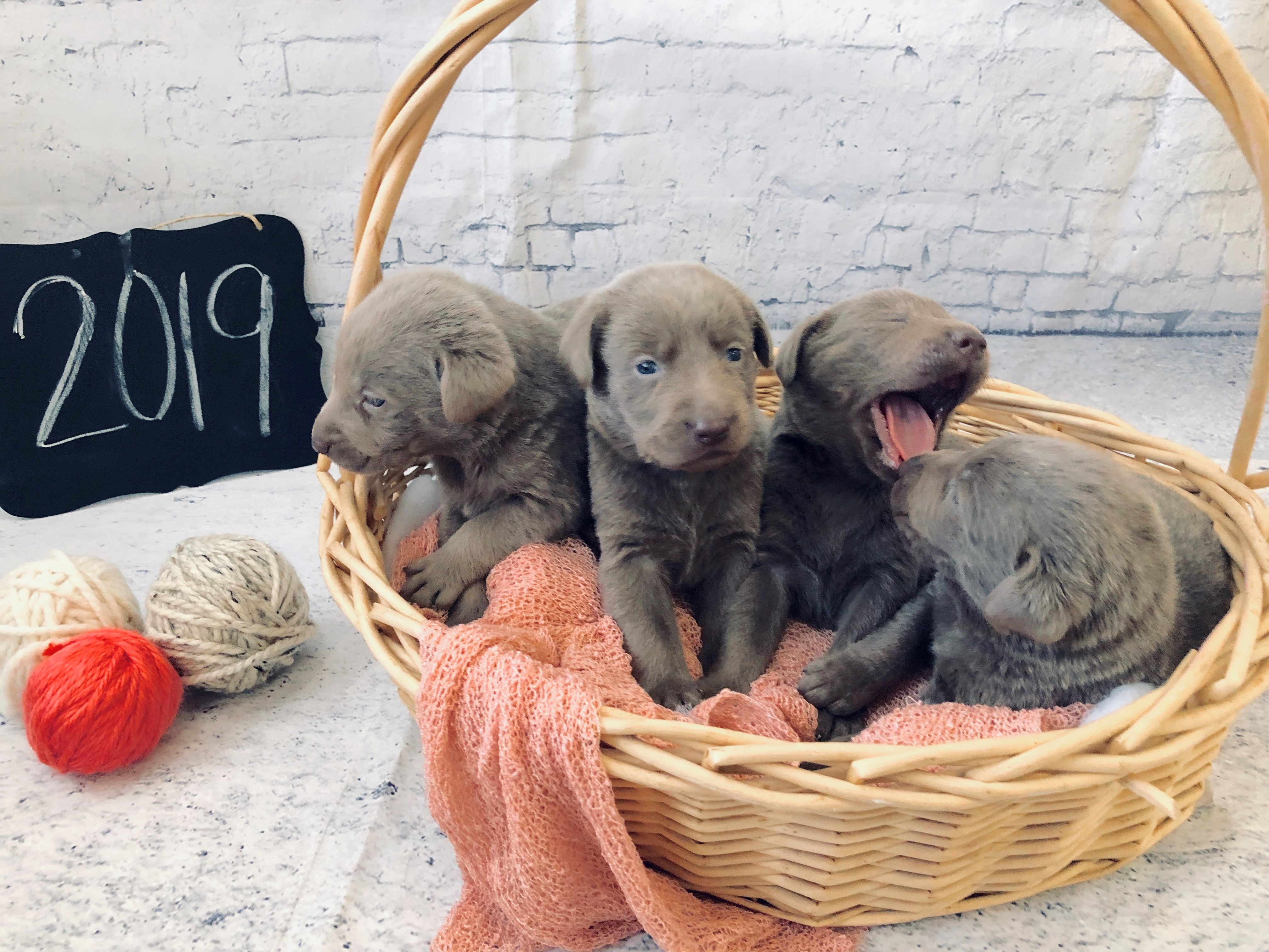 4 labrador puppies