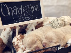 Champagne Lab Pups