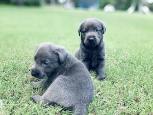 Charcoal Labrador Puppies for Sale