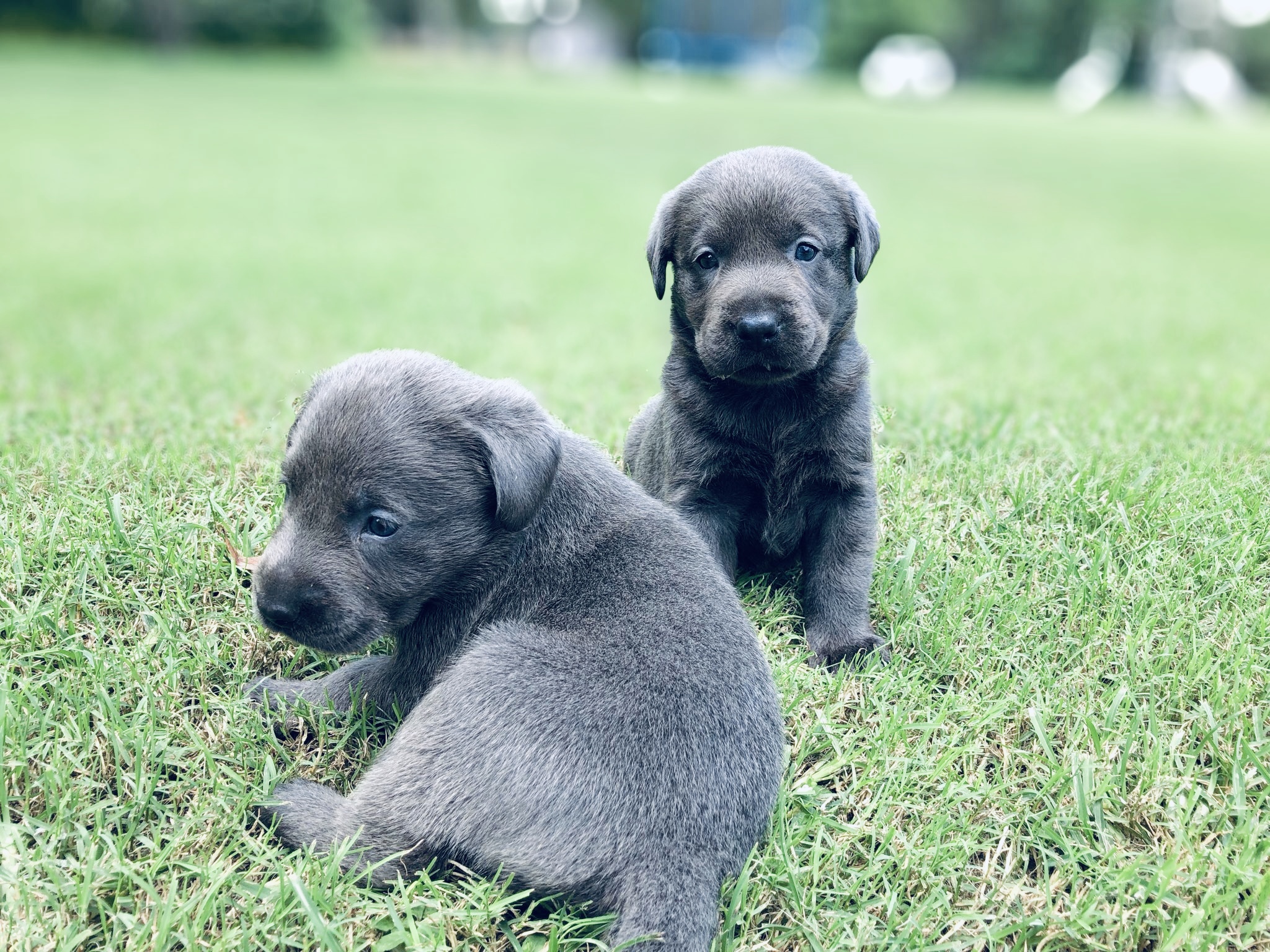 Silver Lab Puppies for Sale by Breeders at Silver and Charcoal Kennels