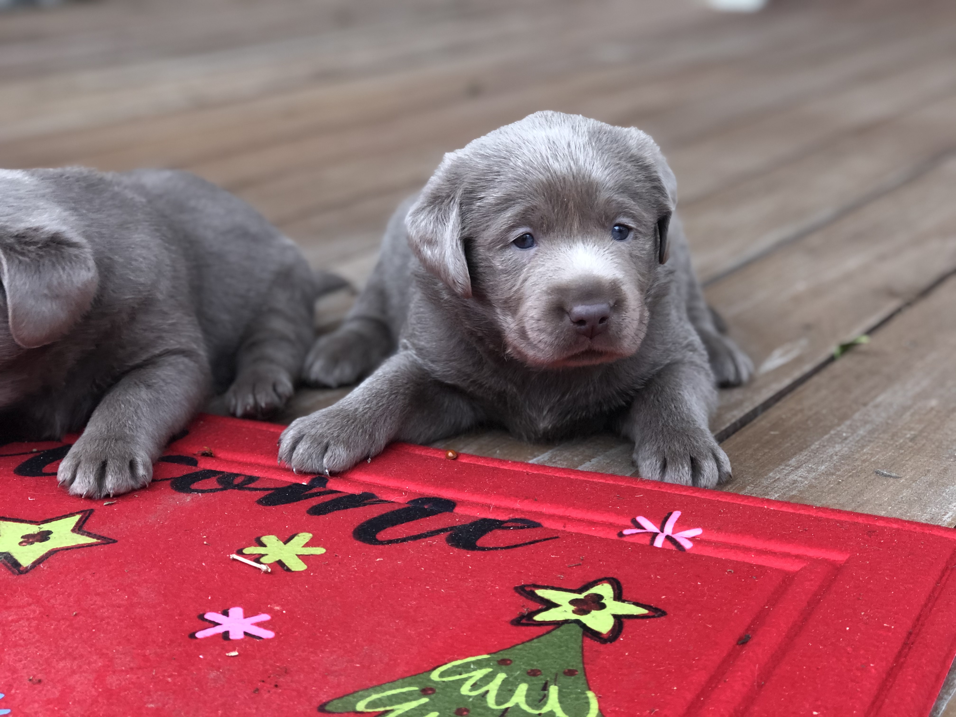 Silver lab puppies for sale craigslist cheap