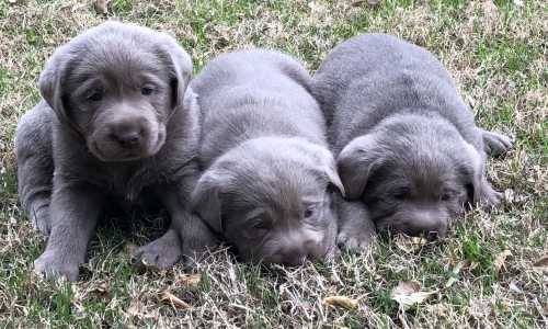 Silver lab puppies price hotsell