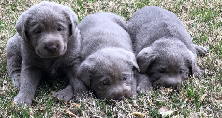 Silver Lab Puppies for Sale by Breeders at Silver and Charcoal Kennels