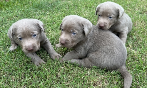 Retired - Shadybry Labradors-Labrador Pupz