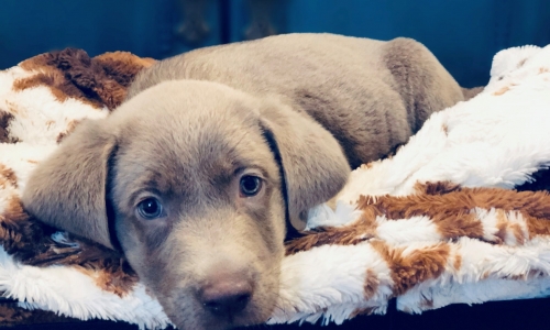 Labmaraner puppies best sale for sale 2019