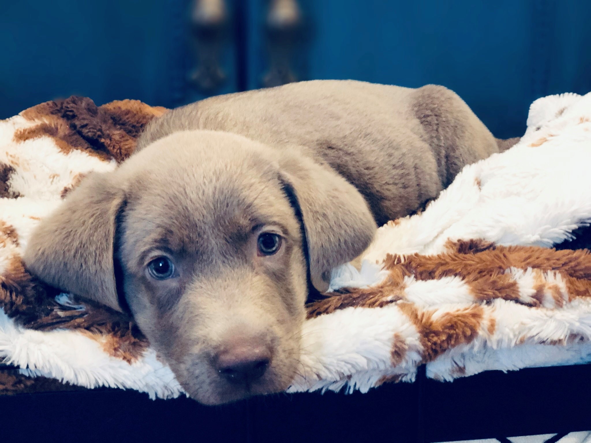 labrador-puppy-laying-down