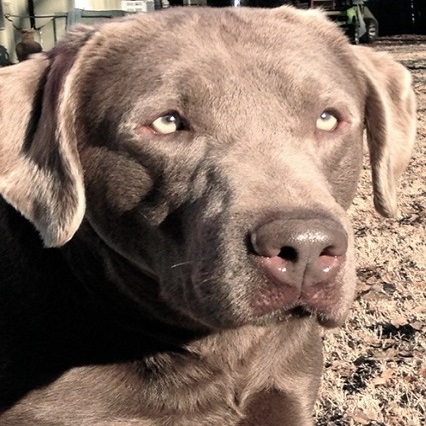 View Our Available Silver Lab Puppies