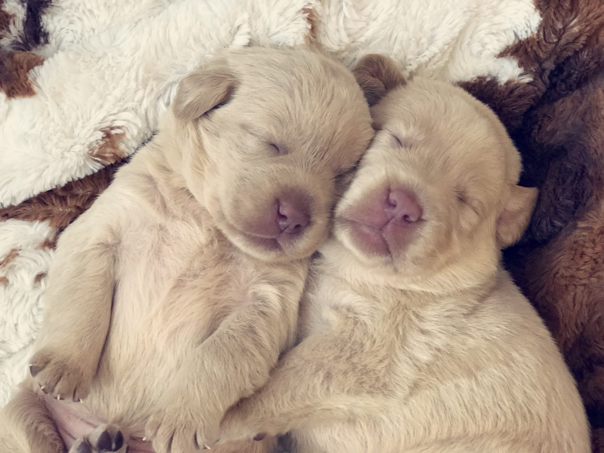 sleeping-labrador-pups