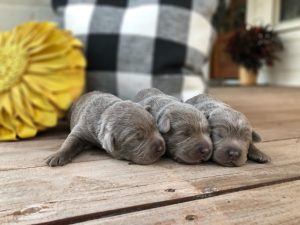 Silver Male Lab Puppy Litter