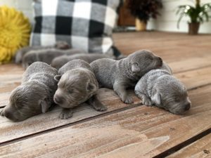 Silver Female Lab Puppy Litter