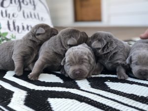 Charcoal Lab puppies lying on a rug.