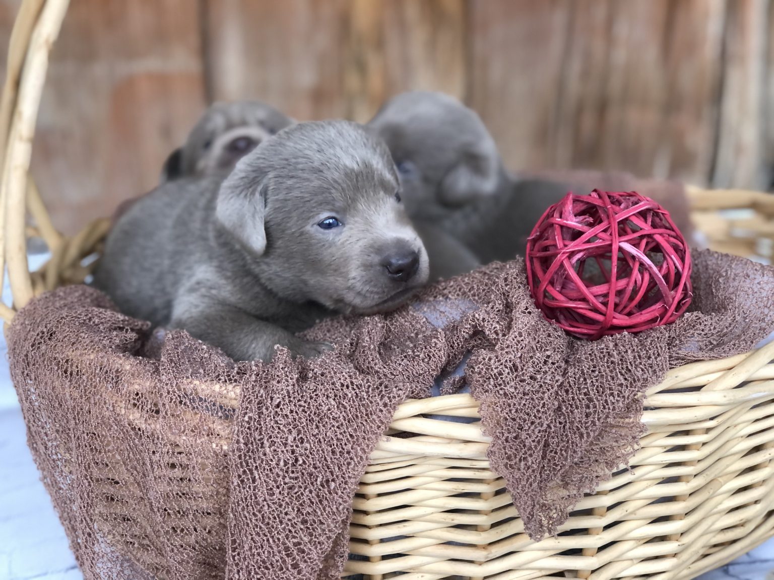 Silver Lab Retriever Puppies for Sale Silver and Charcoal Kennels