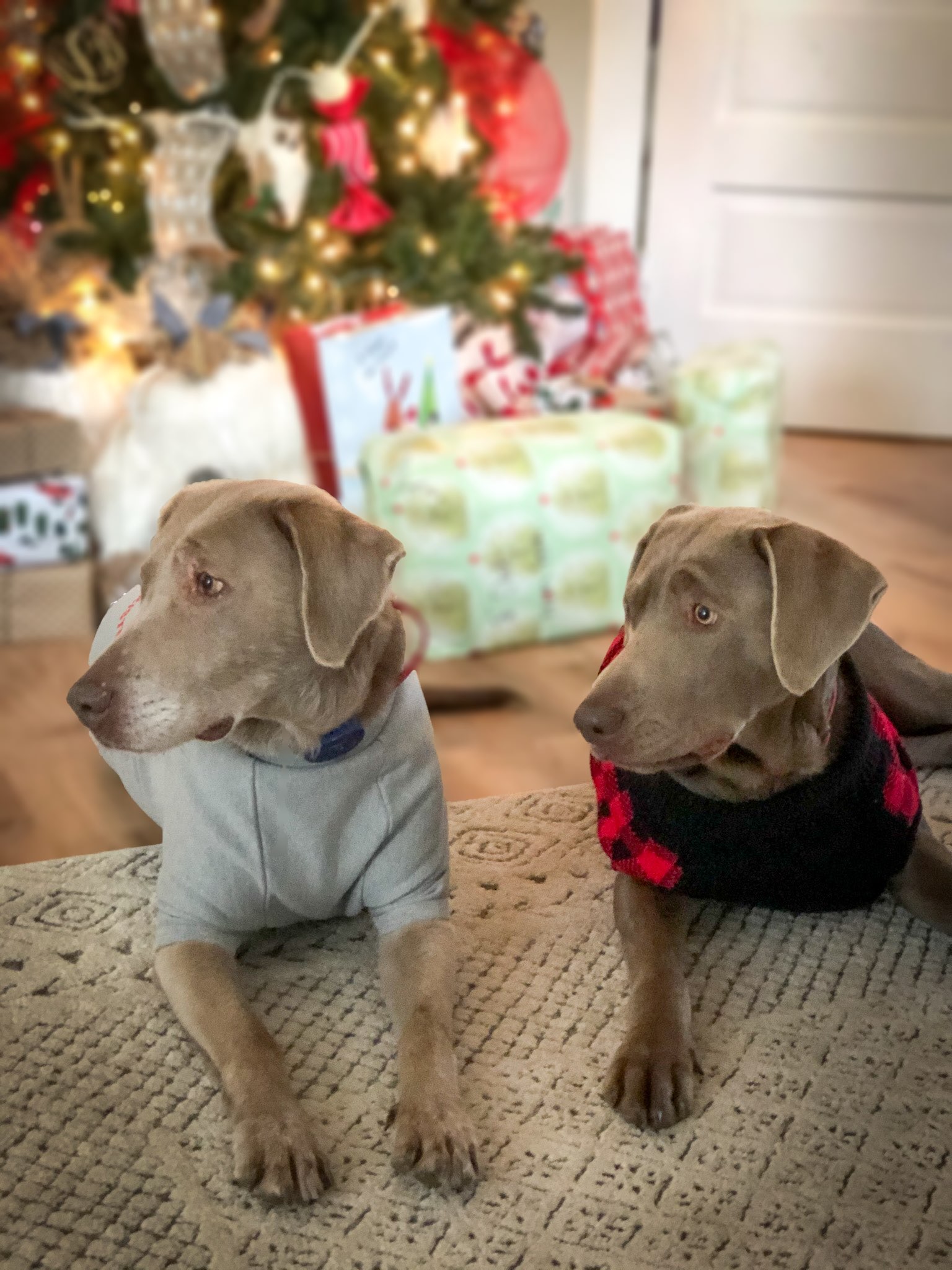 Tips On Keeping Your House Clean With Multiple Dogs Silver and