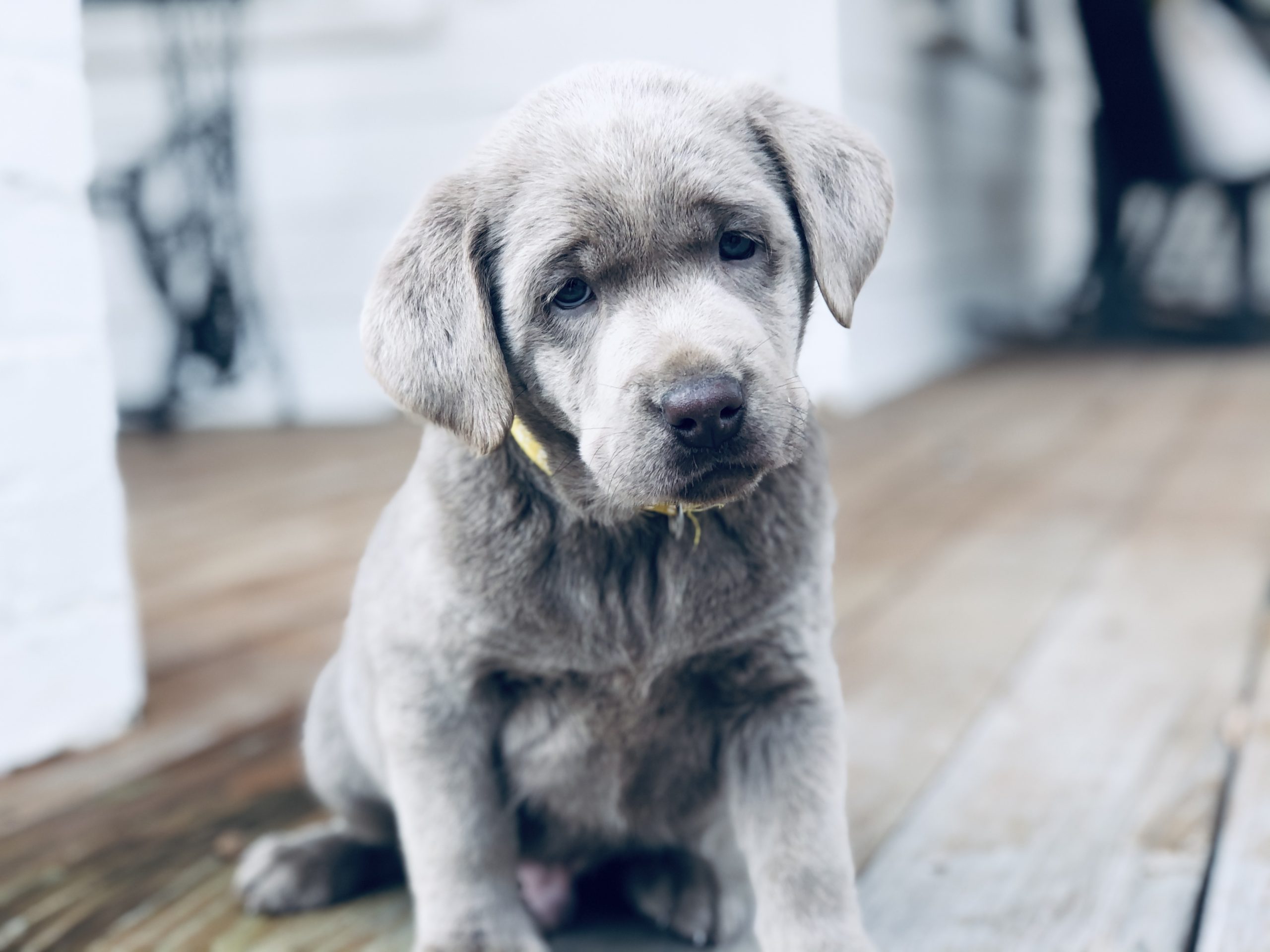 how old does a puppy have to be to be sold in texas