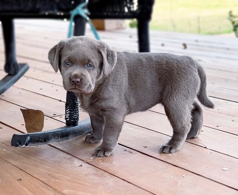 Silver Labrador Retriever Puppies for Sale Silver and Charcoal Kennels