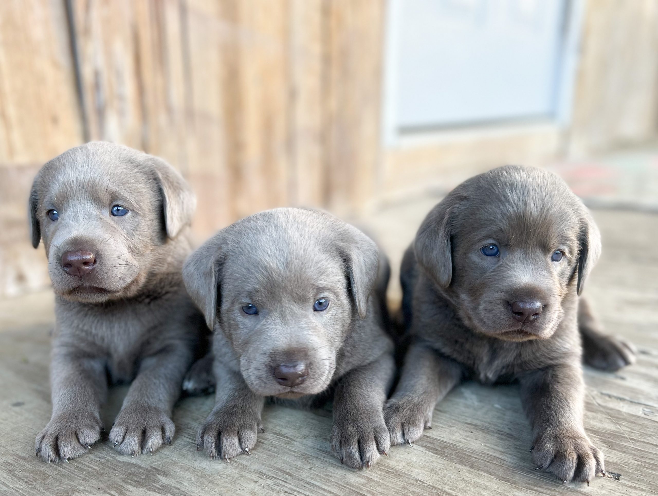 Silver Lab Retriever Puppies for Sale Silver and Charcoal Kennels