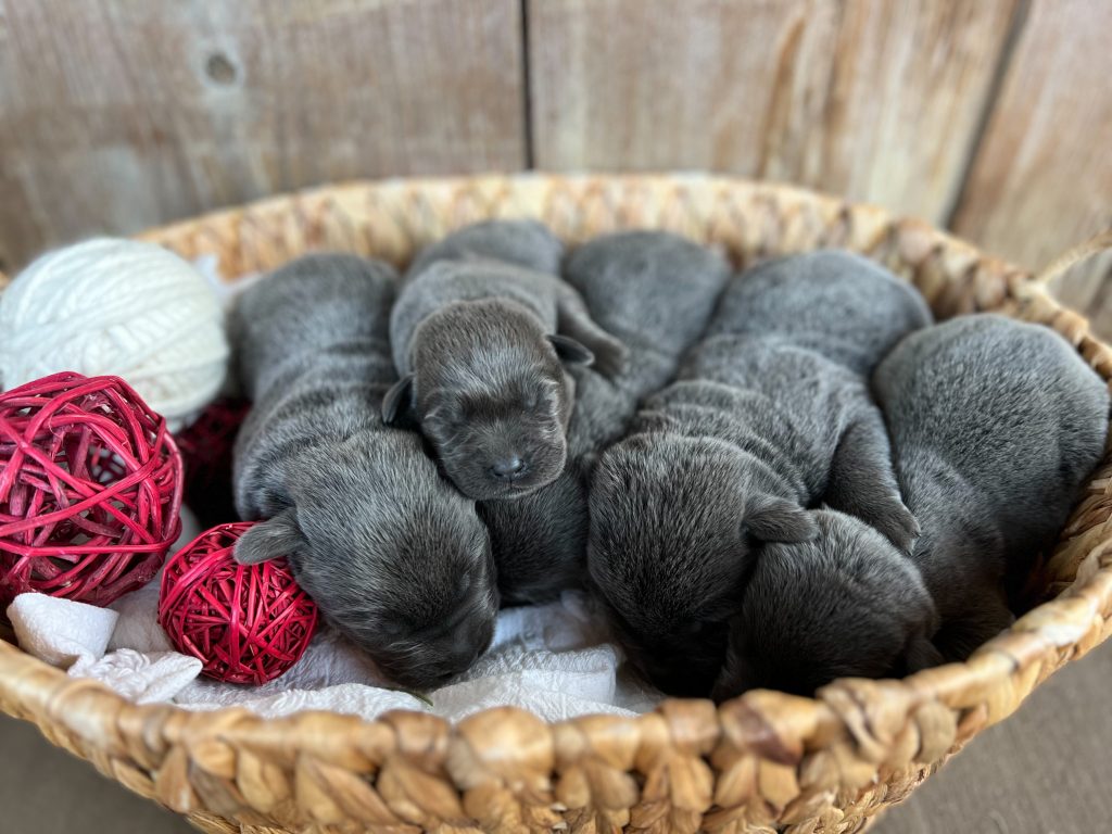 Charcoal Labrador Puppies for Sale Silver and Charcoal Kennels