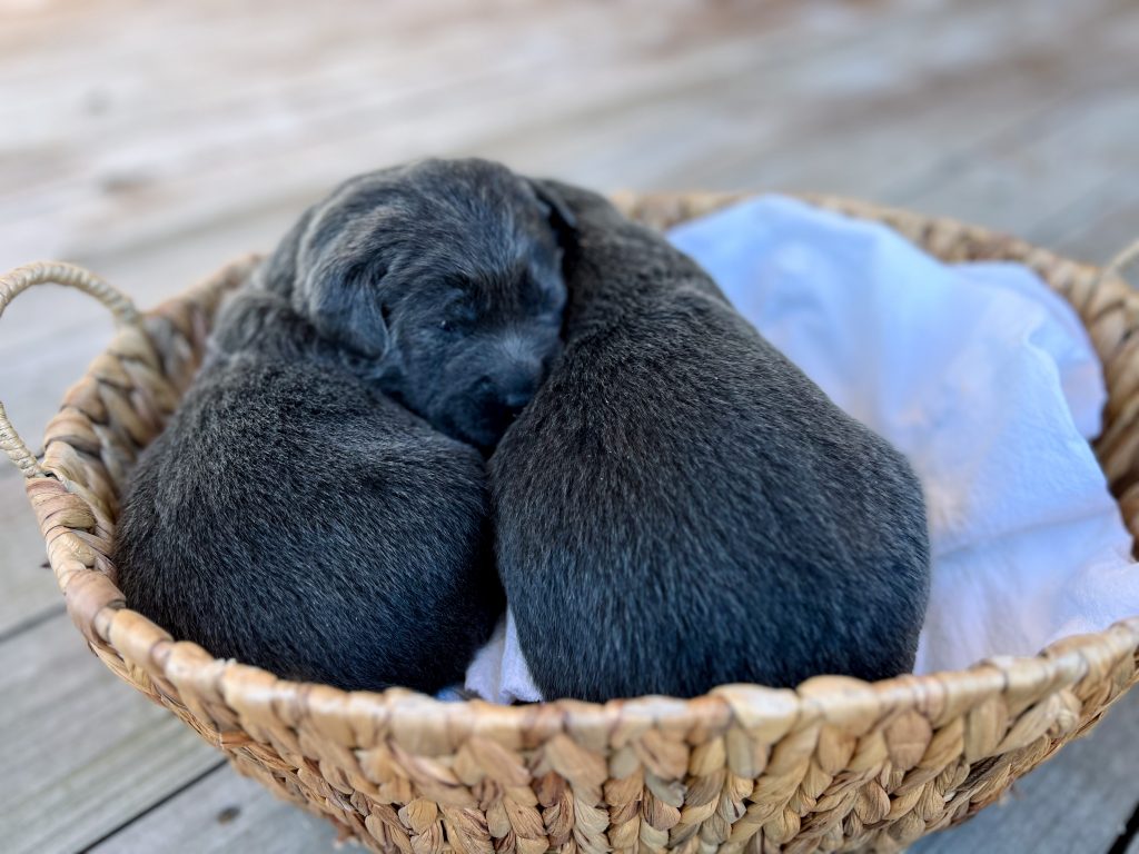 Charcoal Labrador Puppies for Sale Silver and Charcoal Kennels