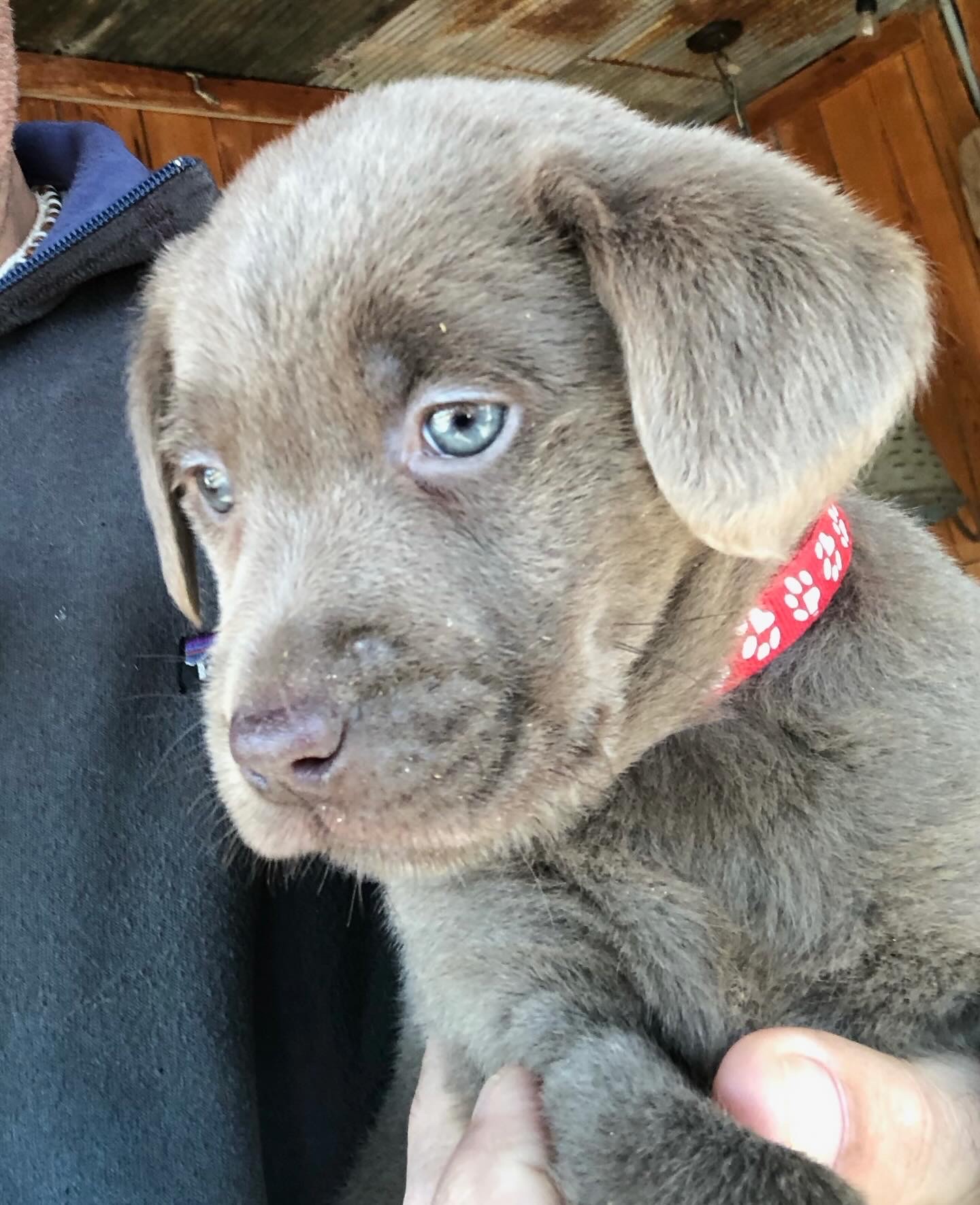 Blue labs for sales sale