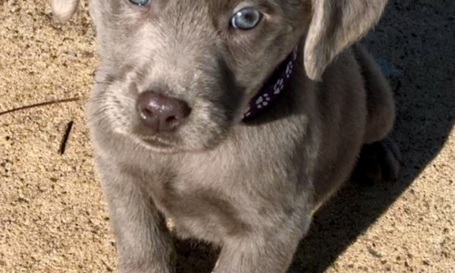 Silver Lab Puppies for Sale by Breeders at Silver and Charcoal Kennels
