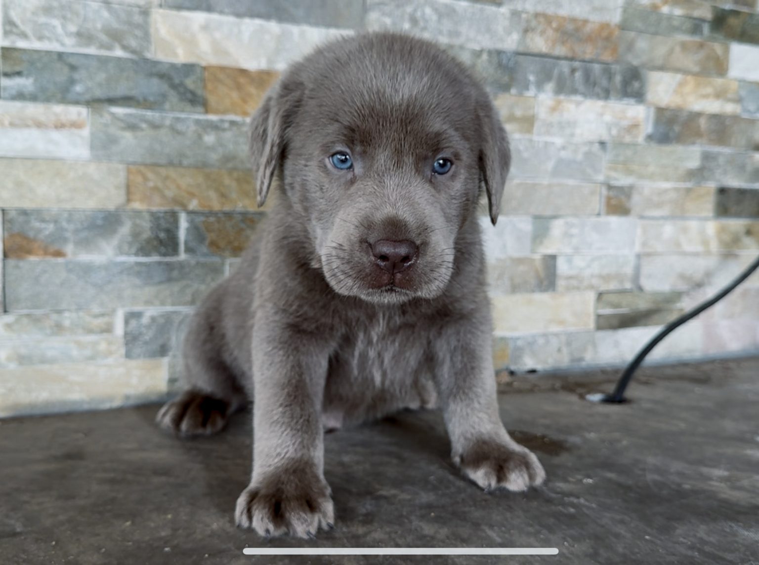 Silver Labrador Retriever Puppies for Sale | Silver and Charcoal Kennels