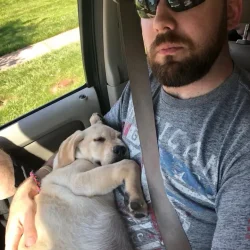 A man in a car holds a sleeping yellow Labrador puppy.